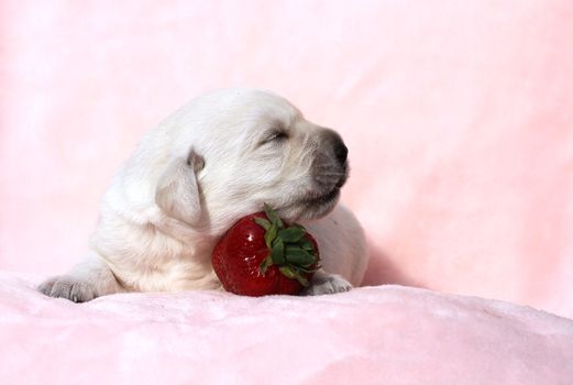 little yellow labrador puppy sitting on red background with a strawberry