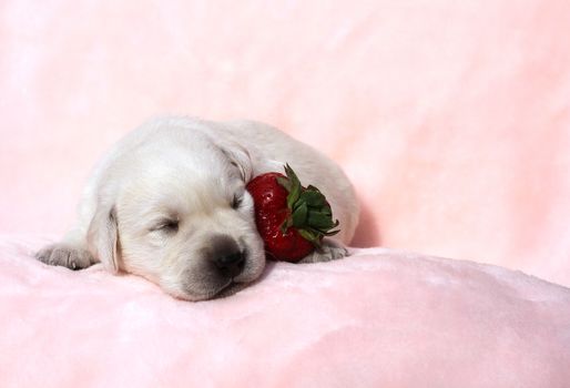 cute little yellow labrador puppy sitting on red background with a strawberry
