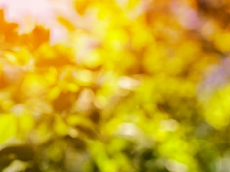 natural green leaves blurred background with bokeh