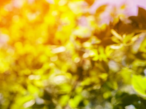 natural green leaves blurred background with bokeh