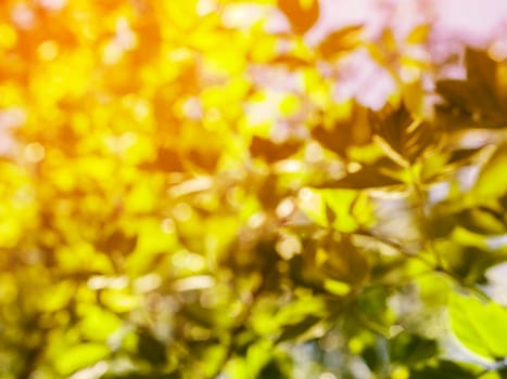 natural green leaves blurred background with bokeh