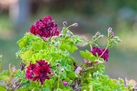 Closeup of purple geranium in a garden