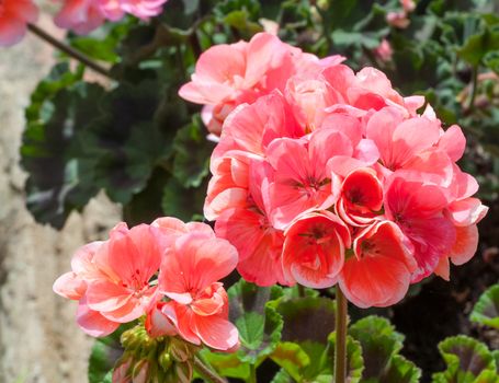 Closeup of pink geranium in a garden