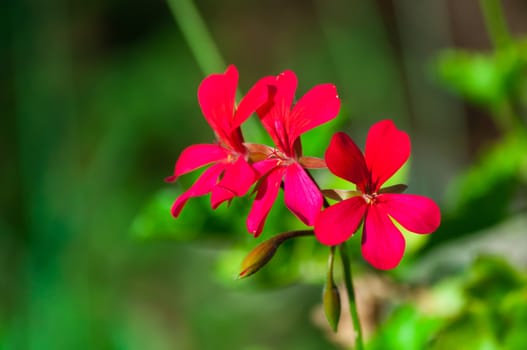 Closeup of three red little flowers in a garden