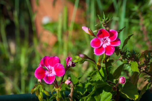 Closeup of little flowers in a garden
