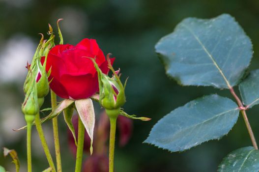 Closeup of Little rose in a garden
