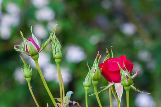 Closeup of Little rose in a garden