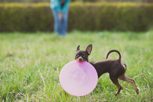 cute russian toy terrier dog holding frisbee and look to camera.