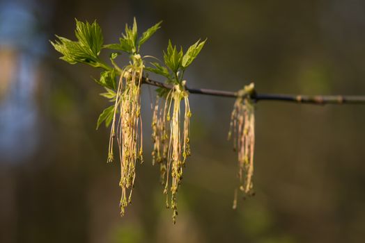 Leaves of linden tree lit thorough by sun shining through summer. Background.