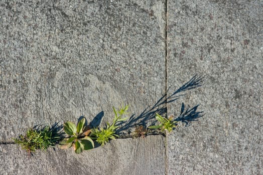 Granite cobblestones with grass and moos in the gaps.