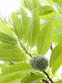 Fresh sugar apple growing on a tree