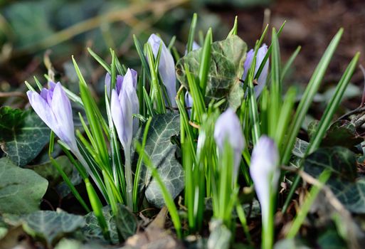 Macro shot with spring Crocus flowers in the garden.