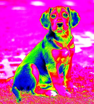 Picture of the sitting small young dog made as infra red.