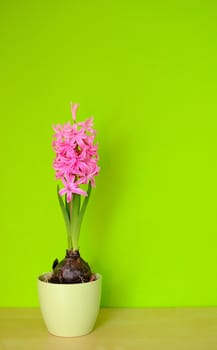 Pink Hyacinth flower in the green pot on a green background.