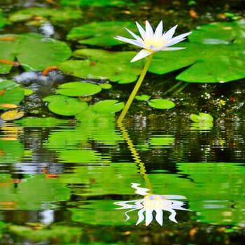 Waterlily flower and leaves with reflection in water.