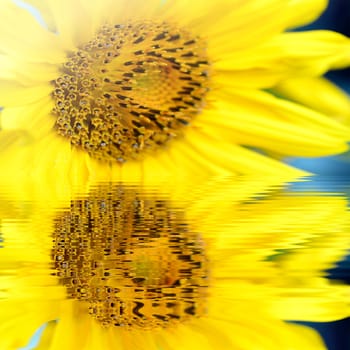 Macro shot of  yellow Sunflower (helianthus) blossom with water reflection.