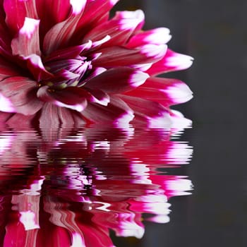 Purple Dahlia flower with reflection in water.