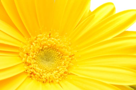 Macro shot of yellow Gerbera bloom with a white background.