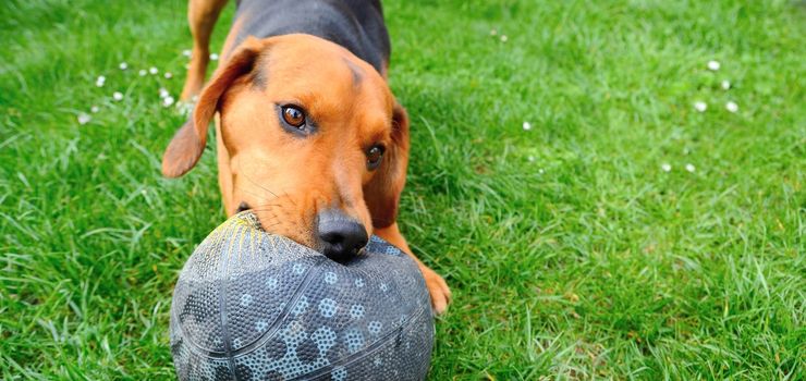 Wide closeup shot of the cute playful young dog playing with ball.