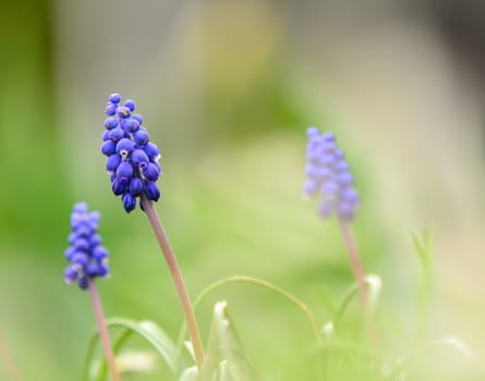 Macro shot of the spring blue muscari (Hyacinth).