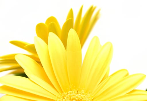 Abstract shot of bloom two yellow Gerberas with a white background.