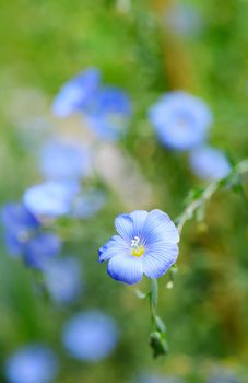 Flax blossom, macro shot with green background.