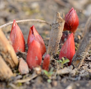 Macro shot of the small red bud in the soil.