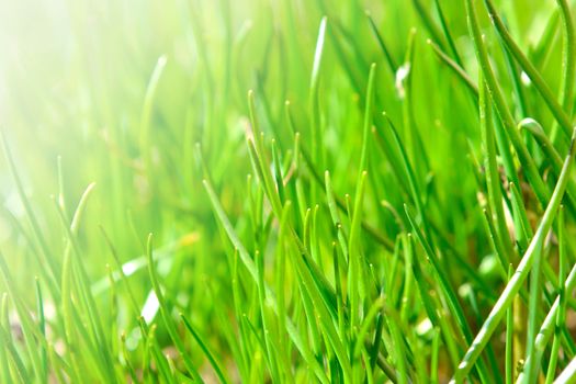 Closeup shot of bright green chive grass.