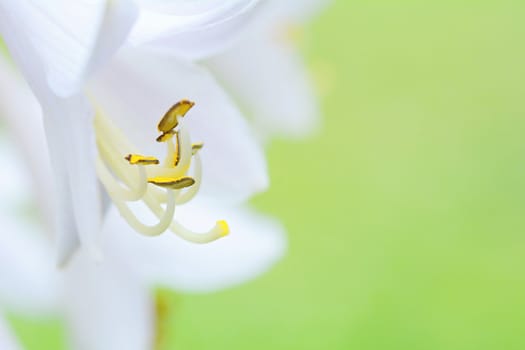 Extreme macro shot of white flower on a green background.