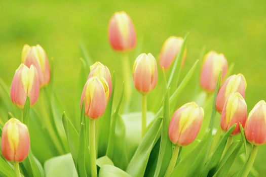 Closeup of the bunch of tulips with green background.