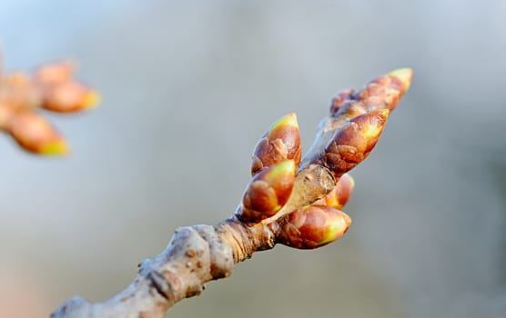 Macro shot of cherry bud at spring time.