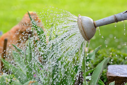 Closeup shot of old sheet can watering the flowers.