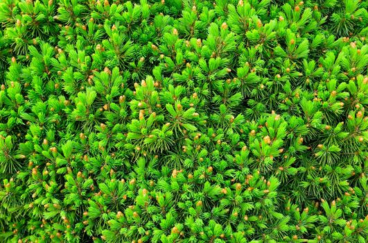 Background from the young branches of the ornamental tree.