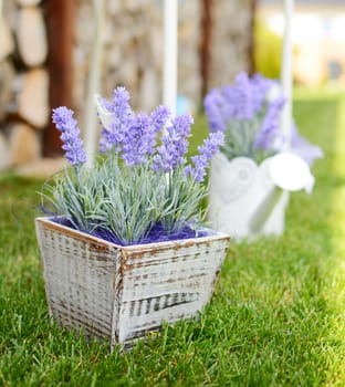 Lavender in the wooden pot placed to the grass in the garden. Home decoration.