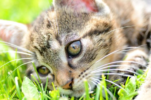 Closeup shot of cat's head. Focused on her beautiful eyes.