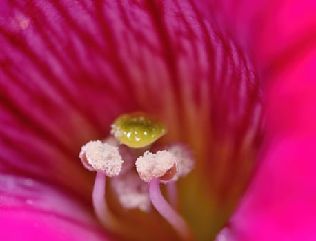 Detail macro shot with pink Petunia flower.