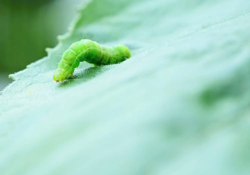 Small green caterpillar on the leaf. Macro shot.