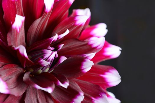 Low key shot with dark purple Dahlia flower on a black background.