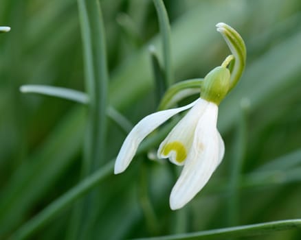 Macro shot of spring snowdrop in grass.