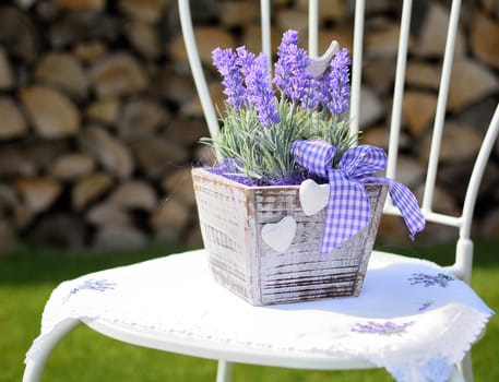 Lavender in the wooden pot placed on the metal chair in the garden. Home decoration.