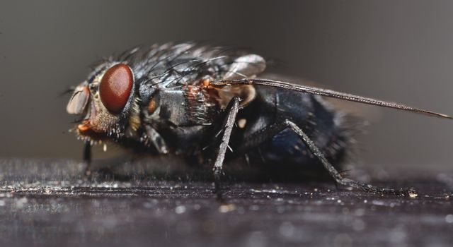 Macro shot of black fly with dark background.