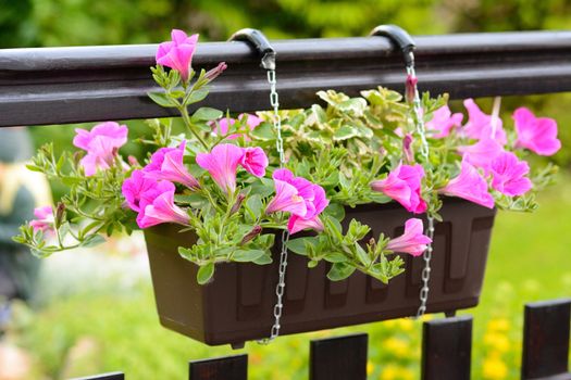 Pink Petunia Hybrida flower in the flowerpot.