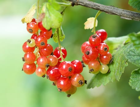 Fresh red currant (Ribes rubrum) fruit hanging on the twig.