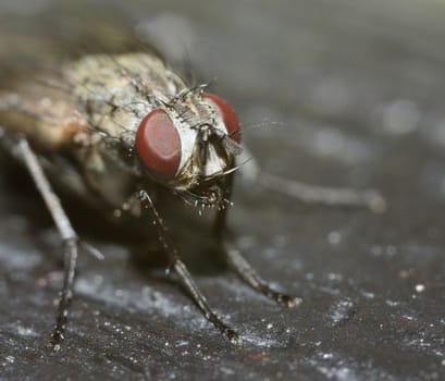 Macro shot of head ugly fly with dark background.