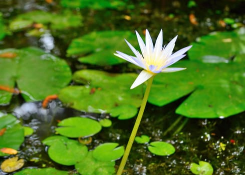 White water lily flower with green leaves in the background.