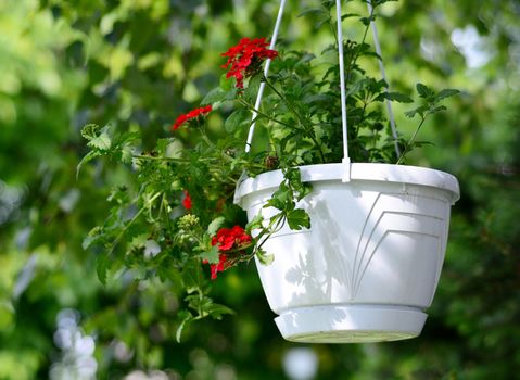 Red Verbena in the hanging white plastic pot.