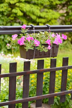 Pink Petunia Hybrida flower in the flowerpot.