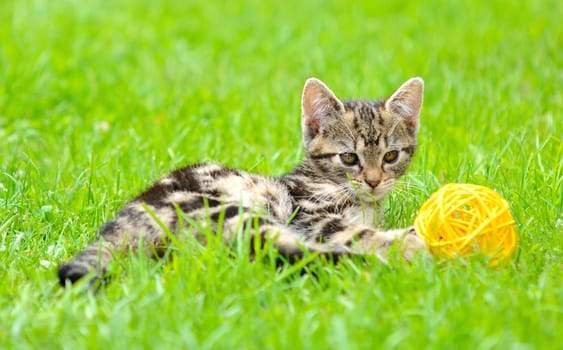 Small kitten is playing with ball in the garden.
