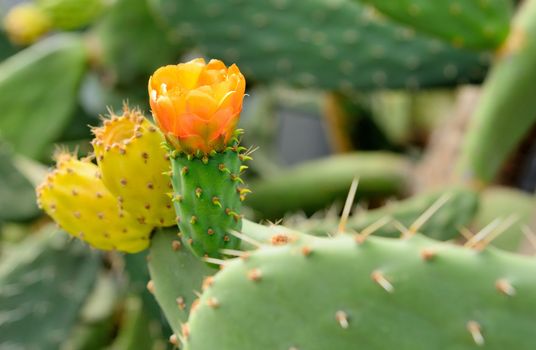 Closeup shot with orange prickly pear flower.
