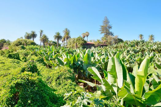 Wide angle shot of the banana plantation.